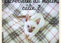 chaton_acrobatie