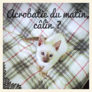 chaton_acrobatie