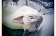 chat_innocent