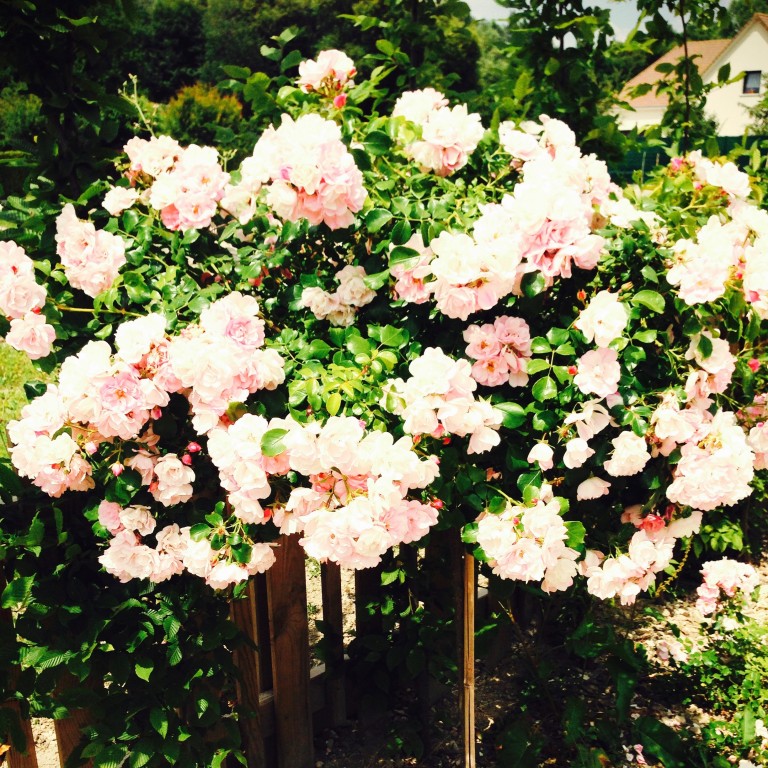 Laurent, mon bel amour