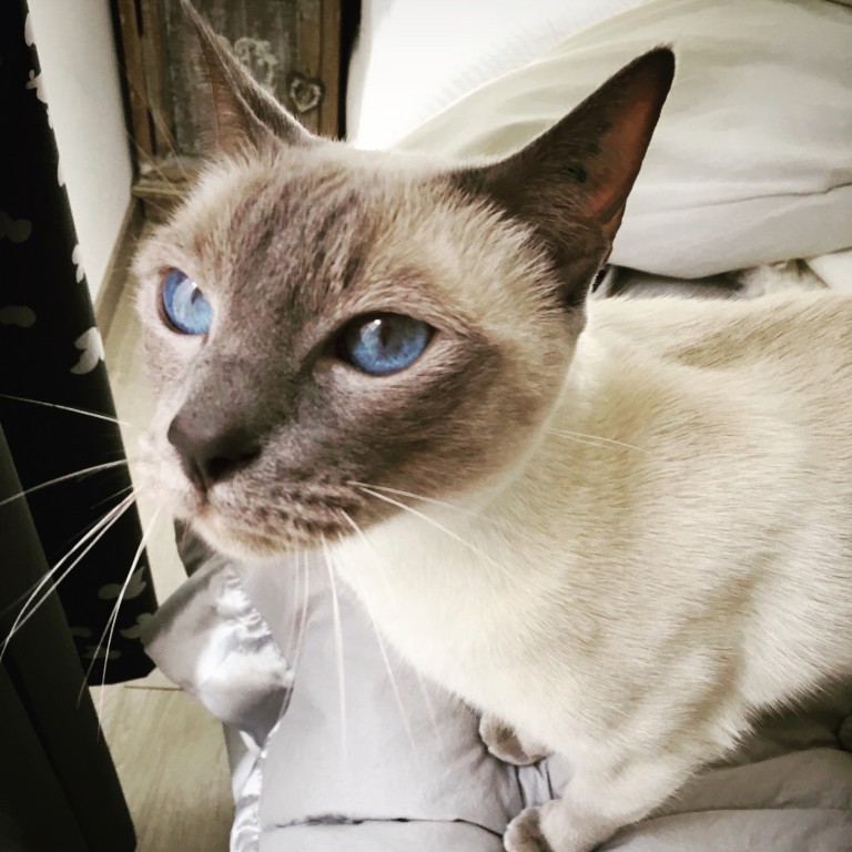 La méthode infaillible pour faire du sport pas cher : un sac un chat
