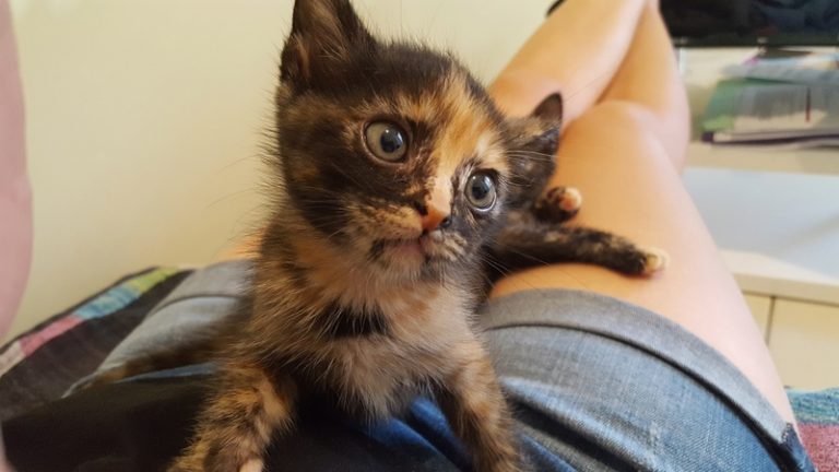 Focus sur l’association sauvade : adoption d’animaux