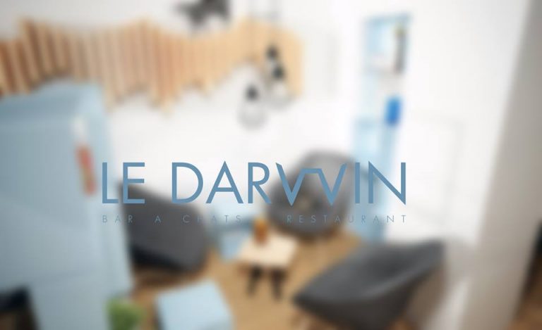 Troyes a enfin son bar à chats : le Darwin !