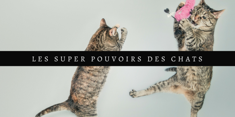 Les super pouvoirs du chat
