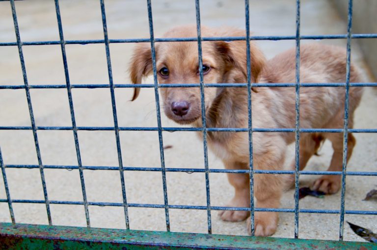 Le noël des animaux : découverte du refuge de la SPA de Saint-Parres aux tertres
