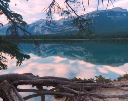 L’appel des racines